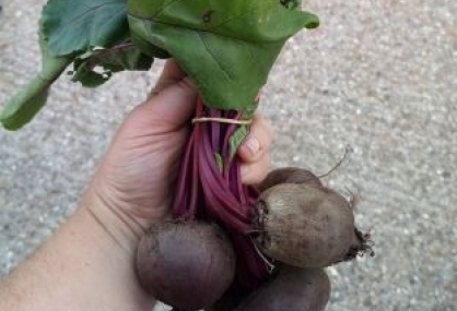 Beetroot