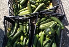Courgettes
