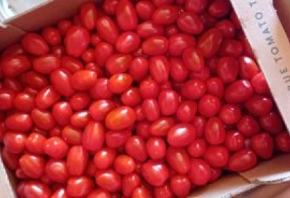 IOW Tomatoes