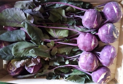 Kohl Rabi